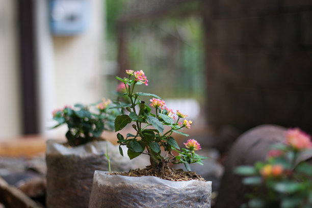 小型开花植物，粉色和黄色的花朵生长在装满土壤的塑料袋中，摆放在户外的地面上，靠近石头小路，照片采用浅景深拍摄。图片下载