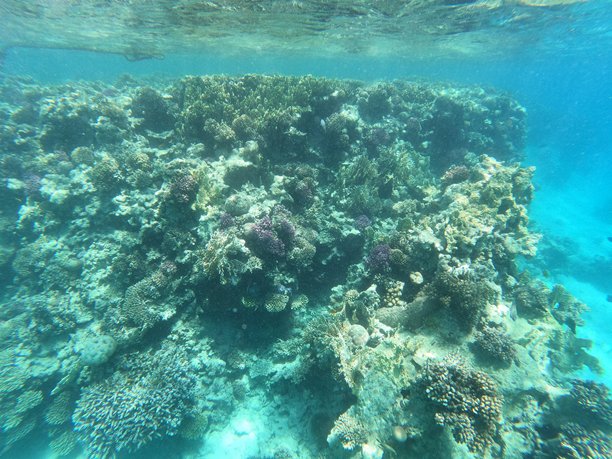 红海赫尔戈达清澈水域中的珊瑚和鱼类的水下照片图片下载