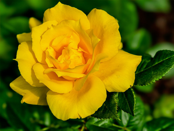 生动的特写照片，展示了一朵盛开的美丽黄色玫瑰，突显其丰富的色彩和复杂的花瓣结构。图片下载