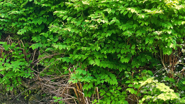 格伦阿姆河旁的安特里姆北爱尔兰森林中入侵物种日本虎杖（Fallopia Japonica）的无人机照片图片下载