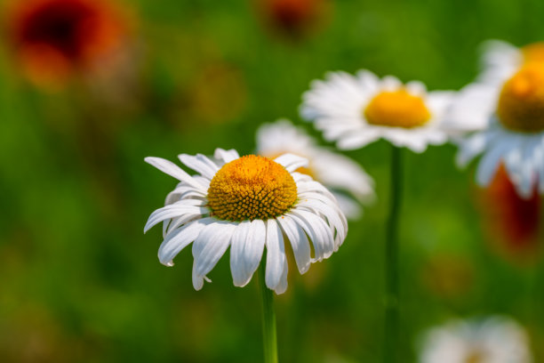 初夏盛开的白色雏菊特写照片图片下载