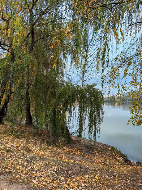 湖边的柳树和白桦树，落叶，蓝天白云，水中的倒影和阴影。秋天。俄罗斯。下诺夫哥罗德。斯维特洛亚尔斯科耶湖。2024年10月。照片。图片下载