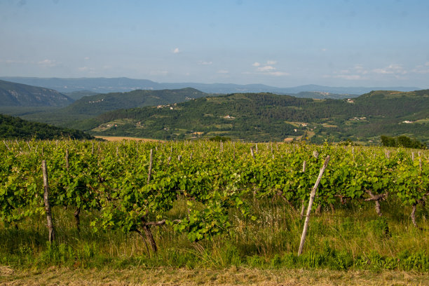 阳光明媚的日子里，一片绿色葡萄藤的田野。农业照片图片下载