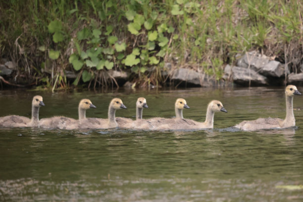 加拿大雁和幼鸟在水中游泳，照片是从船上拍摄的图片下载