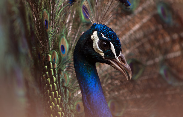孔雀尾巴完全展开的真实特写照片图片下载