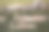 加拿大雁和幼鸟在水中游泳，照片是从船上拍摄的图片下载