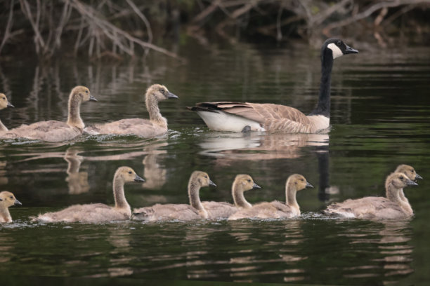 加拿大雁和幼鸟在水中游泳，照片是从船上拍摄的图片下载