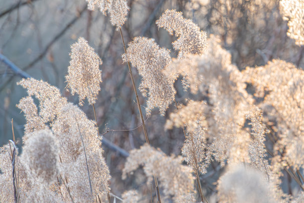 特写照片展示了奶草种荚，柔软的质地和复杂的细节在模糊的背景中显现，可能是在日出或日落时拍摄的，适用于自然品牌和环境保护。图片下载