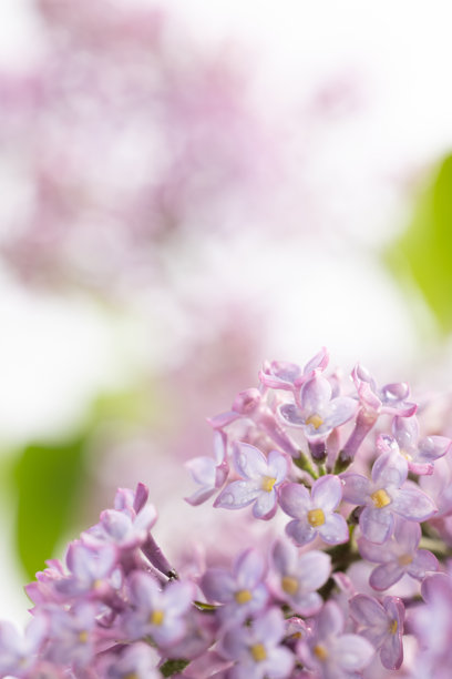盛开的紫丁香花 - 春季紫色花瓣的微距照片，背景柔和图片下载