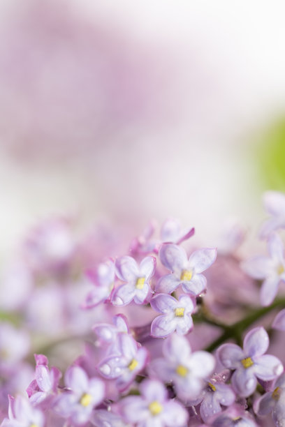 盛开的紫丁香花 - 春季紫色花瓣的微距照片，背景柔和图片下载
