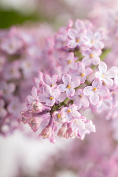 盛开的紫丁香花 - 春天紫色花瓣的微距照片，背景柔和图片下载