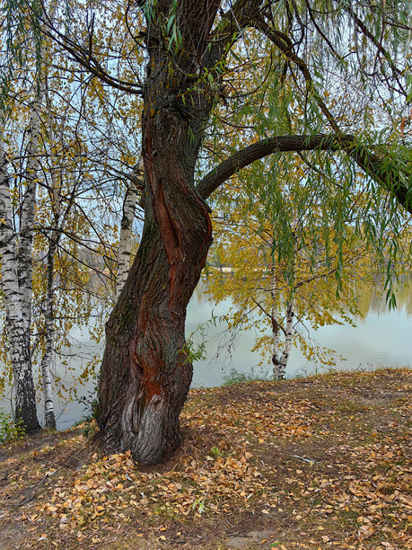 湖岸边近距离拍摄的柳树树干，白桦树，透过树叶和草地的阴沉天空，地上落满了黄色的秋叶。秋天。俄罗斯。下诺夫哥罗德。斯维特洛亚尔斯科耶湖。2024年10月。照片。图片下载