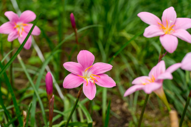 盛开的粉色雨百合（Zephyranthes carinata）花的特写照片图片下载