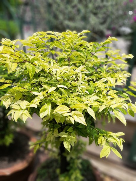 盆栽茉莉花灌木的特写照片。图片下载