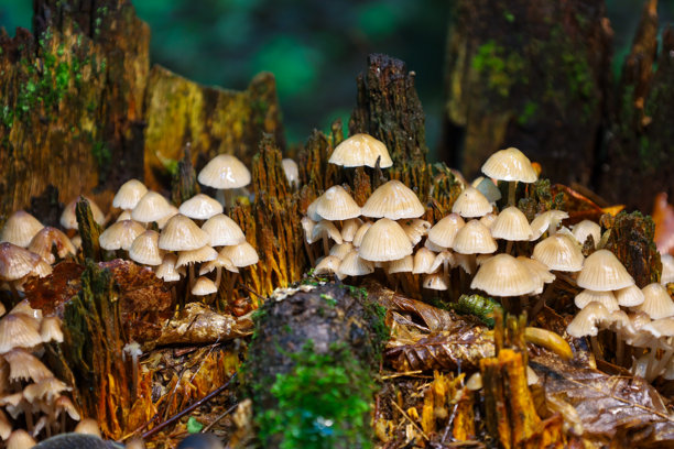 小蘑菇家庭生长在一棵老树桩上，象征着森林中的分解与重生。这张细致的照片捕捉了在森林地面上繁荣的复杂世界。图片下载