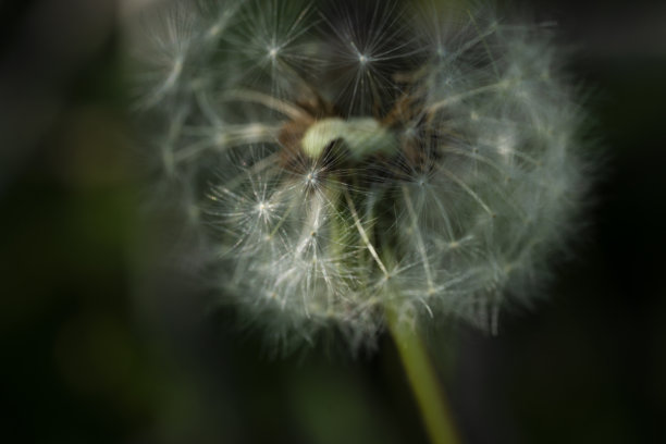 夏季图片，夏日氛围，破损的蒲公英花头特写，瘪掉的蒲公英图片下载