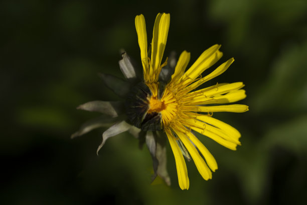 夏季图片，夏日氛围，蒲公英花朵特写，半开放的花朵图片下载