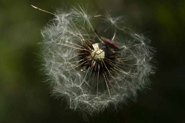 夏季图片，夏日氛围，破损的蒲公英花头特写，瘪掉的蒲公英图片下载