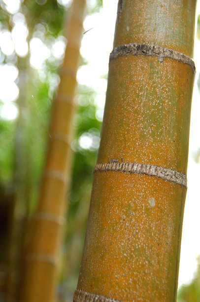 自然环境中的竹子干。垂直照片图片下载