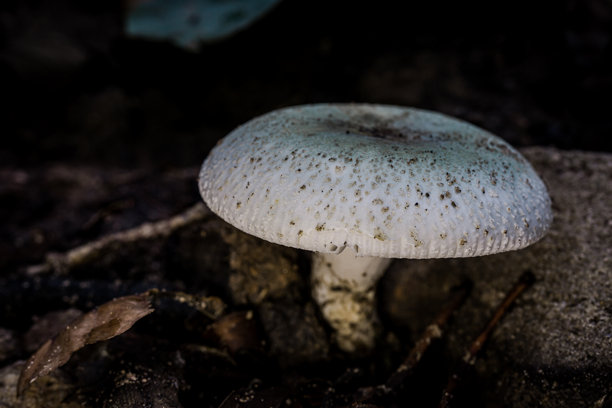 一张特写微距照片，展示了在泰国热带森林中发现的白斑红菇。蘑菇的伞盖呈现出淡蓝色的色调，带有斑点图案，与其白色的茎形成对比，正从森林地面冒出。图片下载