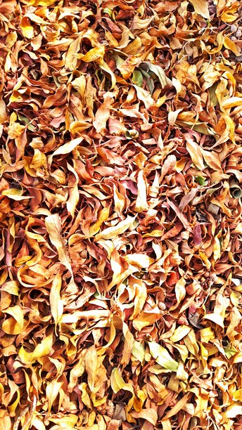 阳光下干枯落叶的特写照片图片下载