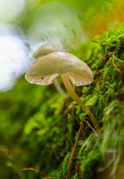 两朵白帽细茎的精致蘑菇生长在覆盖着鲜艳绿色苔藓的树干上。这张微距照片传达了微观世界的自然美和奇妙，聚焦于细腻的细节和质感。图片下载