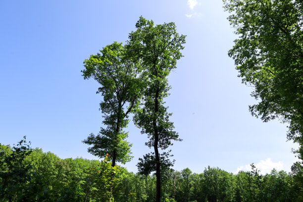 这张照片展示了两棵高大纤细的树木向蓝天伸展，主导着森林的景观。它们郁郁葱葱的树冠与明亮的阳光形成鲜明对比，营造出一种空间感和自然的宏伟。图片下载