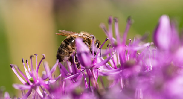 一张详细的特写照片，展示了一只蜜蜂栖息在紫色花朵上。图片下载
