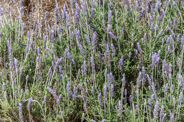 横向照片展示绿色薰衣草植物与蓝色花朵图片下载