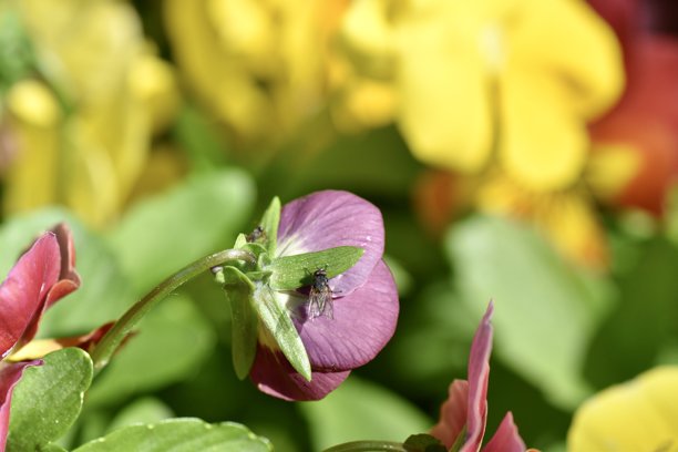 紫色和黄色花朵的图片图片下载