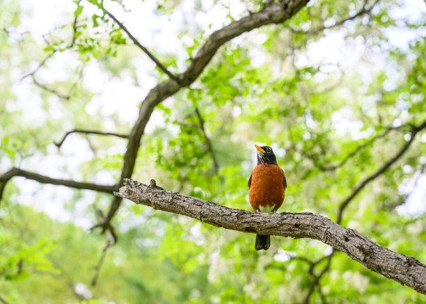 雄性美洲知更鸟栖息在蜜 locust 树枝上 - 使用 70mm 镜头拍摄的特写照片图片下载