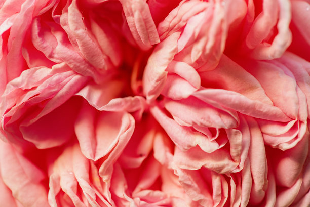 粉色玫瑰作为背景的特写照片。桃色玫瑰花。图片下载