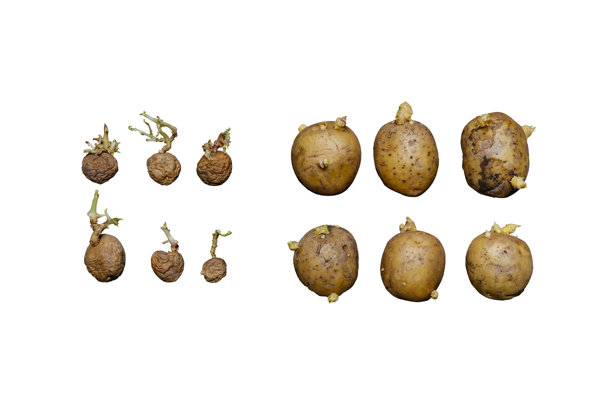 一组覆盖着发芽根系的土豆，展示它们的生长模式。切割的土豆样本显示出长时间储存和潜在的栽培。高质量照片图片下载