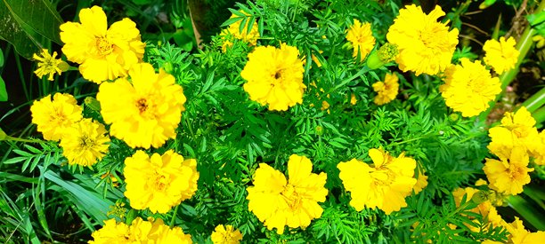 塔盖特斯·埃雷克塔（Tagetes erecta）花的照片是非洲万寿菊、阿兹特克万寿菊、美国万寿菊和大万寿菊。有时也称为墨西哥万寿菊。图片下载