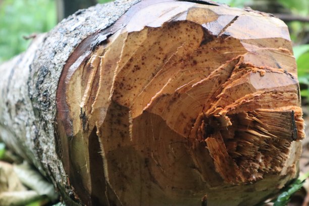 木材切割的照片图片下载