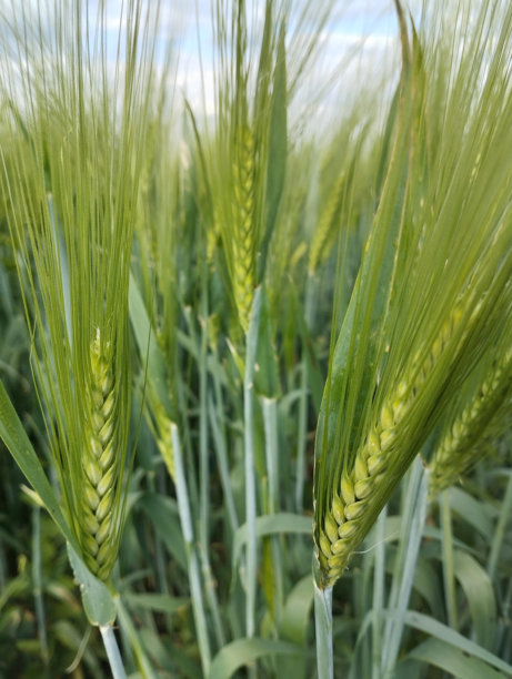 小麦穗特写照片图片下载