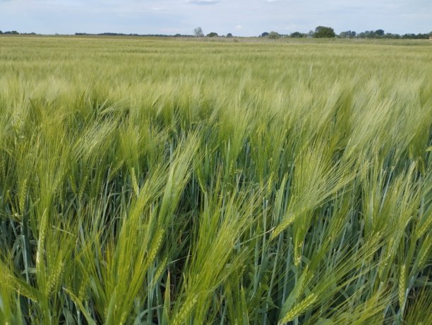 小麦穗特写照片图片下载