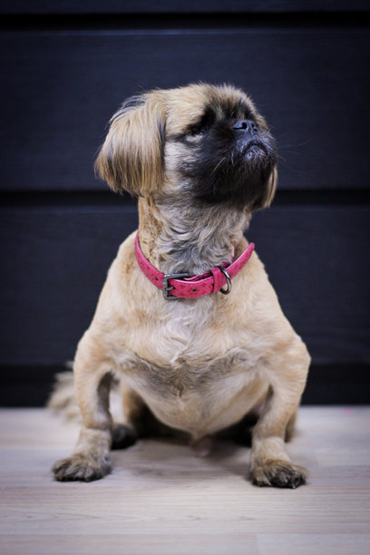 一只有一只浑浊眼睛的京巴犬特写。照片背景为浅色，展现对有特殊需要动物的关爱与照顾。图片下载