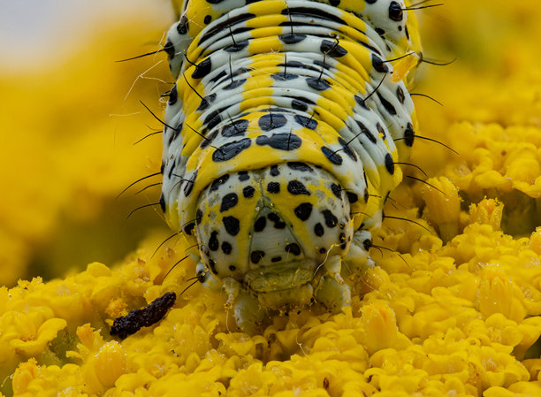 一张特写的毛虫头部宏观照片，黑黄相间的花纹，正在小黄花上进食。甲壳表面、刚毛和花朵纹理的细节清晰可见。图片下载