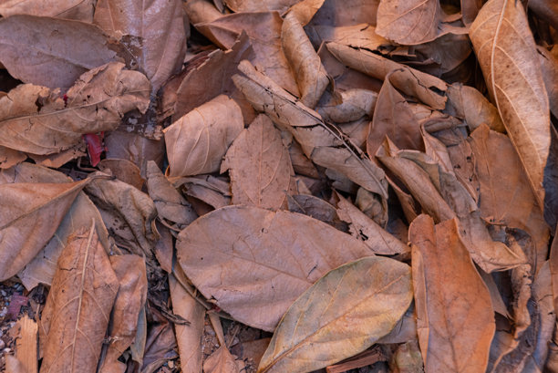木纹纹理的照片图片下载