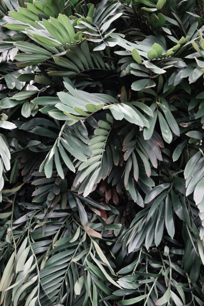 真实照片绿色郁郁葱葱的热带叶子自然植物中性纹理极简植物背景图片下载