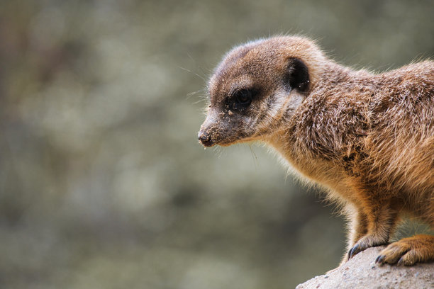 警觉的狐獴在岩石上，背景模糊的绿色，动物照片。图片下载