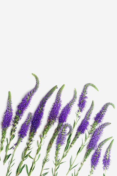 生动的紫色堇菜花与绿色叶子在白色背景上的简约俯视图，图形美学花卉布局照片。美丽的自然静物，植物质感。图片下载