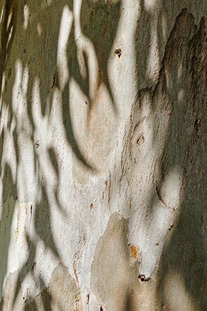 自然树皮纹理的特写，阳光下叶子的阴影，古老的木干呈现土色调。自然设计的微距照片，适用于背景、环境美学或图形设计中的纹理。图片下载