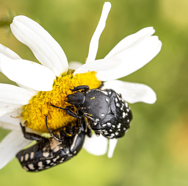 一张特写照片，展示了两只带有白色斑点的黑色甲虫在白色洋甘菊花的黄色花心上觅食。它们的外壳、腿部细节以及花瓣和坚实花盘上的花粉清晰可见。图片下载