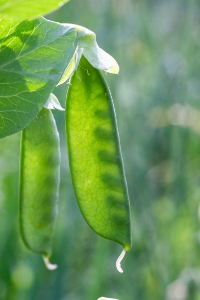 成熟的绿色豌豆荚在夏季花园的植物上生长的特写照片。自然阳光和细致的纹理。图片下载