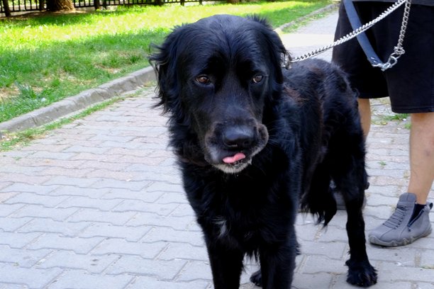 主人带着宠物黑狗散步的照片。图片下载