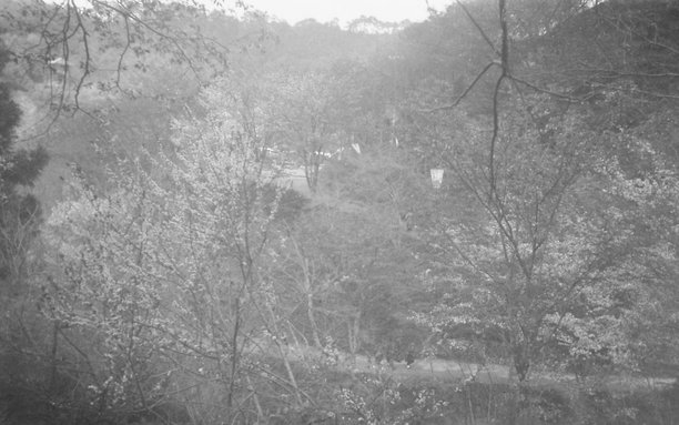 日本奈良吉野山千樱花的复古照片 - 1935-1944图片下载