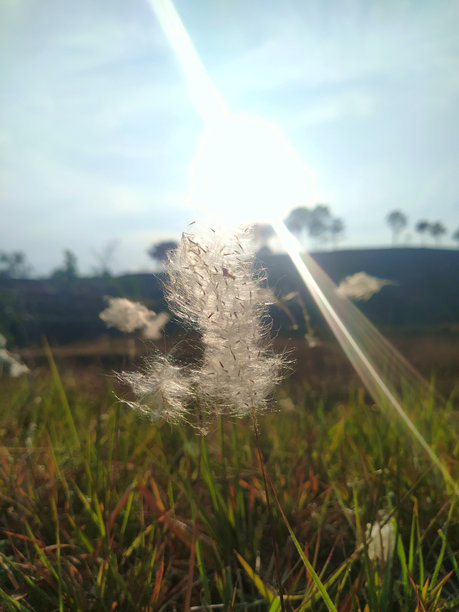 一幅绿色草地的图片，上面有棉花般的草，阳光透过山脉洒下。图片下载