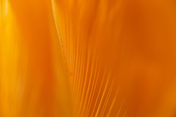 棕色柔软羽毛的特写微距，橙色鸽子的羽毛微距照片。纹理或背景图片下载